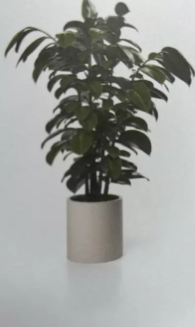 Cache-pot(VENTUS 24372/243)